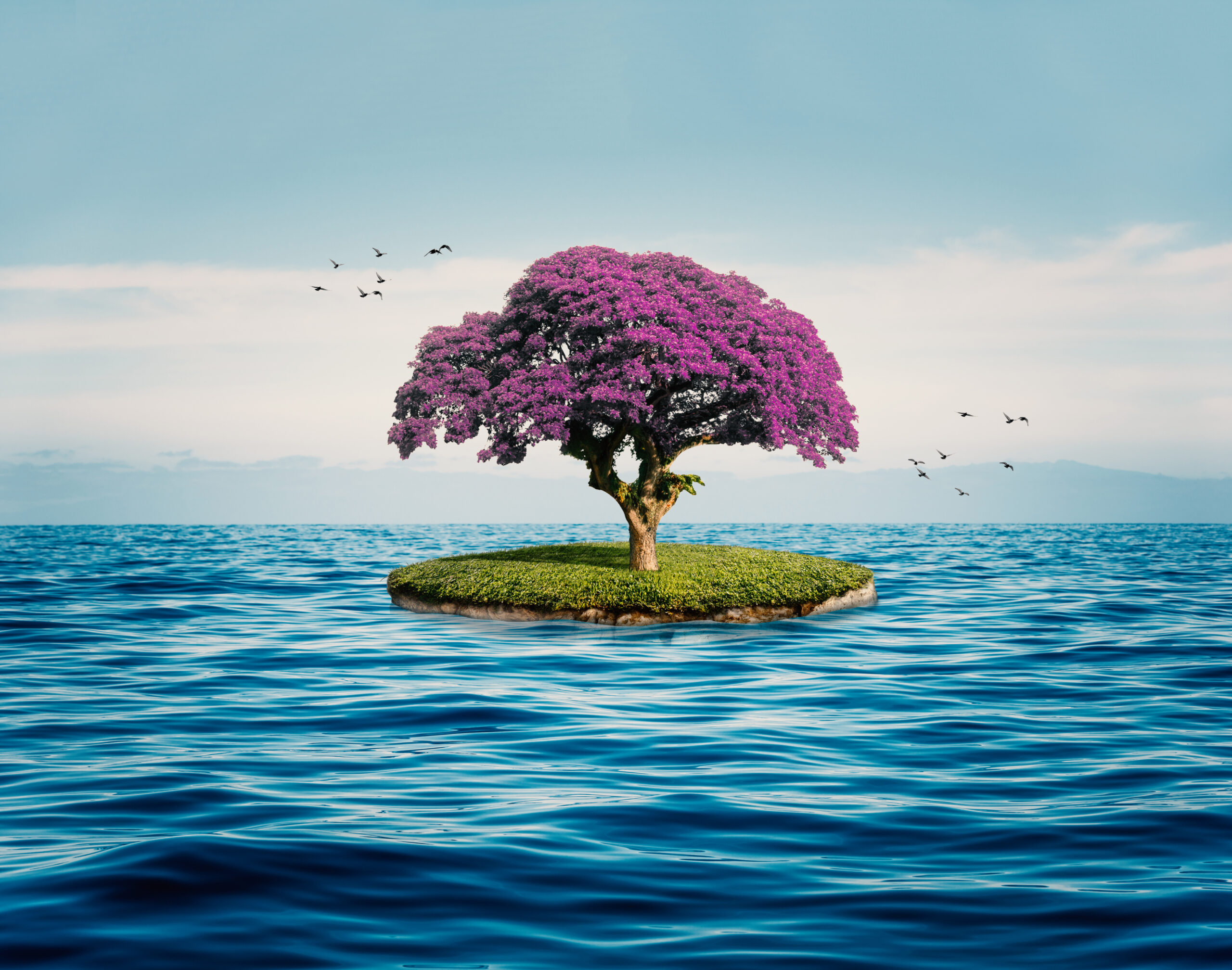 Planting Trees and Saving the Seas – Environmental Impact